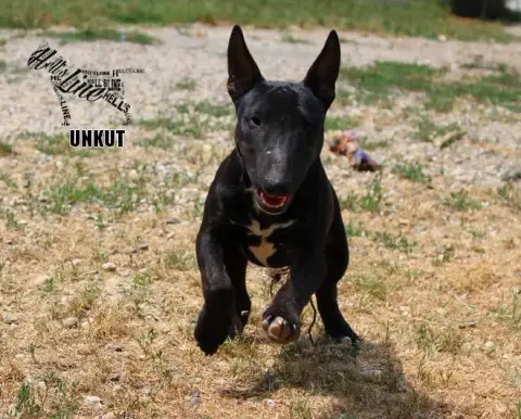 Unkut photo 2
