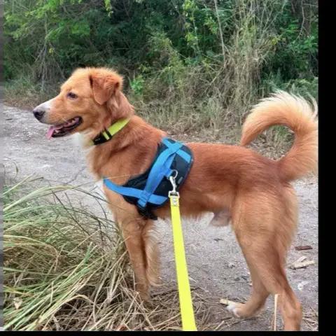 Roméo photo 3