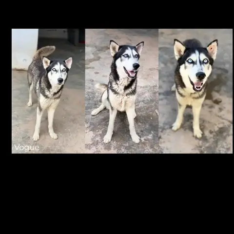 Vogue