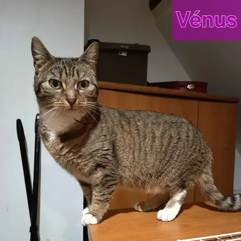 Venus photo 3