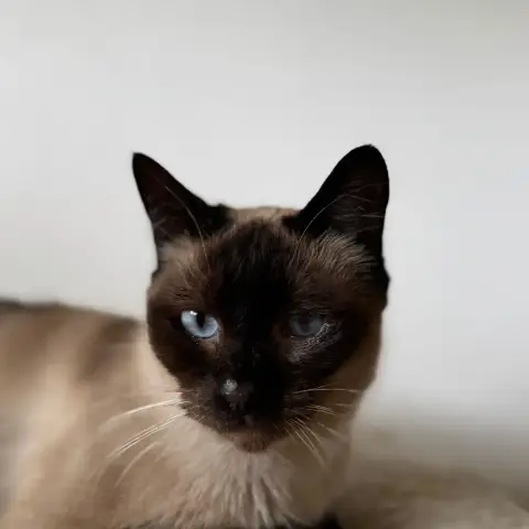 Bébé