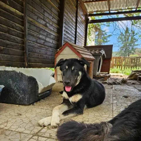Sparky photo 3