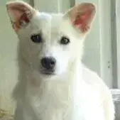 Beoca