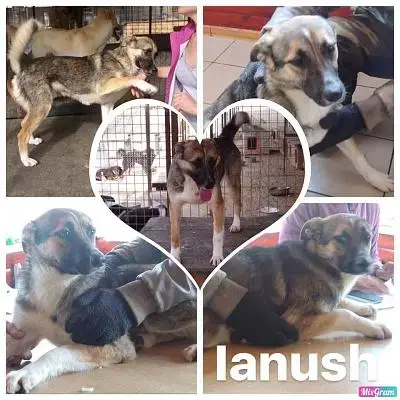 Ianush