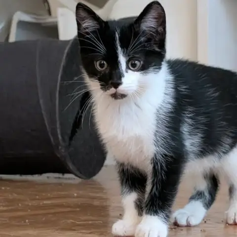 Trompette