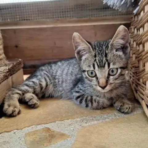 ✨️ Kaï ✨️ 🐱 photo 3
