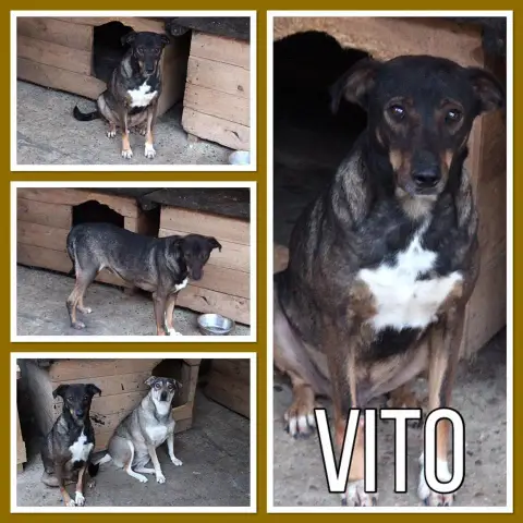 Vito