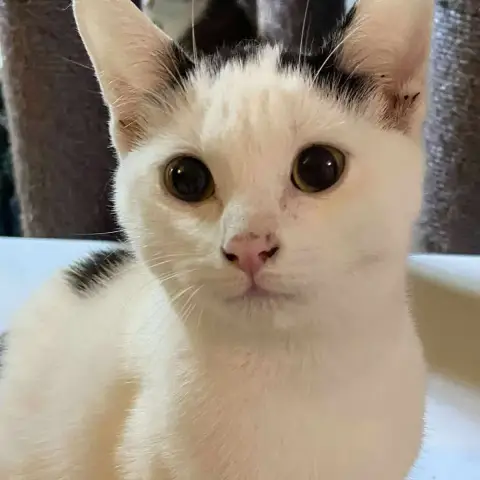 Mushu