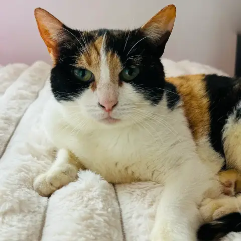 Bigoudi