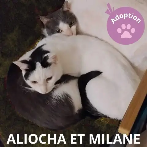 Aliocha Et Milane