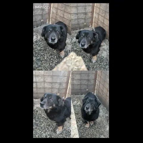 Minion