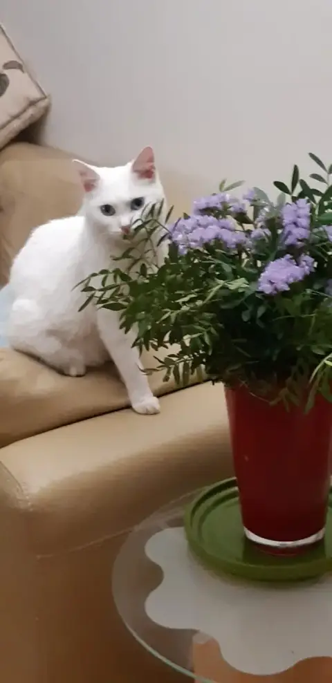 Grimm