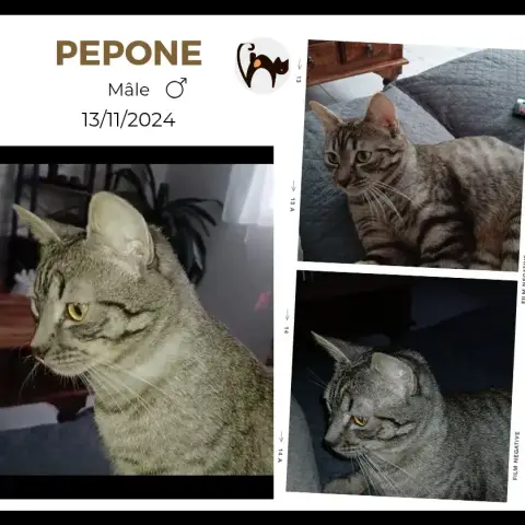 Pepone
