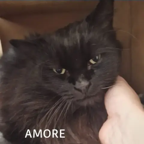 Amore photo 3