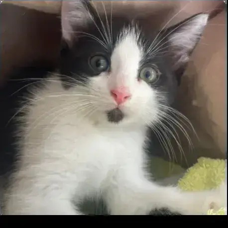 Bob