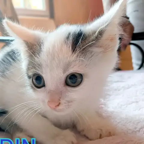 Aladin