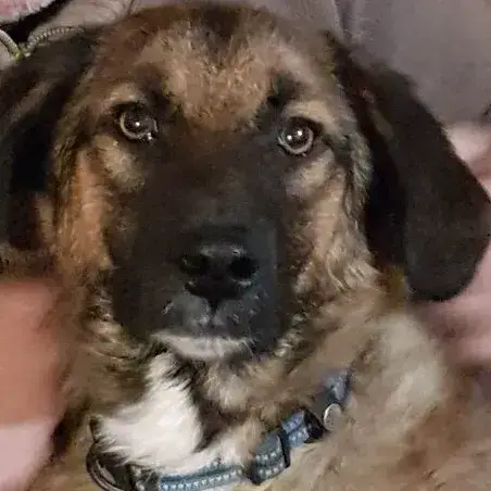 Ranger