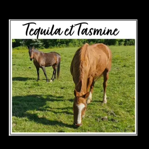 Tasmine photo 2