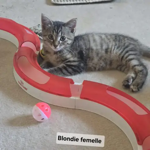 Blondie
