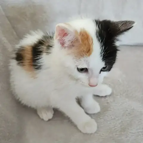 Bluma