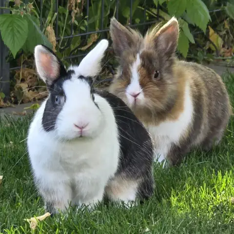 Teddy & Blue