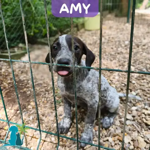 Amy