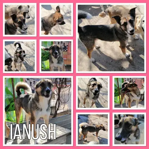 Ianush photo 2