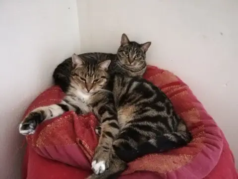 Tigrou Et Titus photo 3
