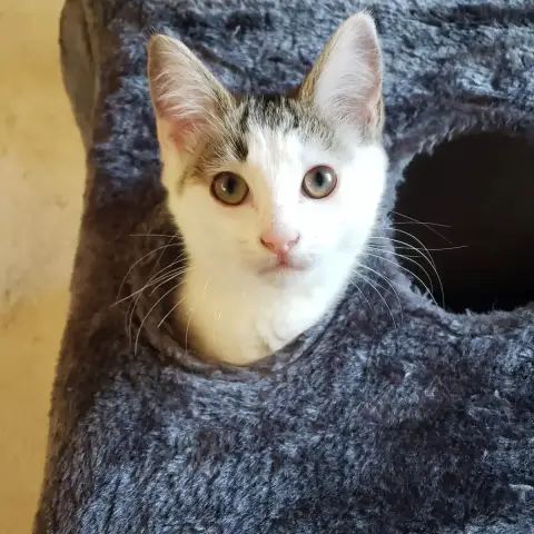 Bohème
