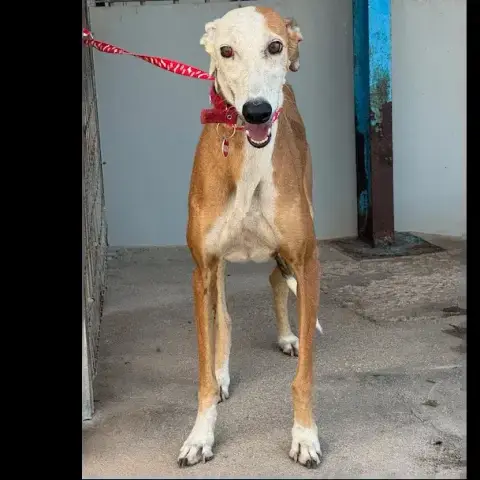 Careta Galga photo 3