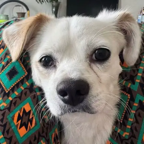 Griffin