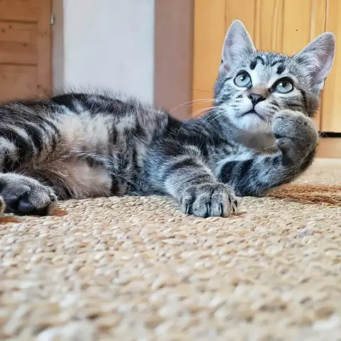 Baloo