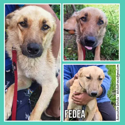 Fedea