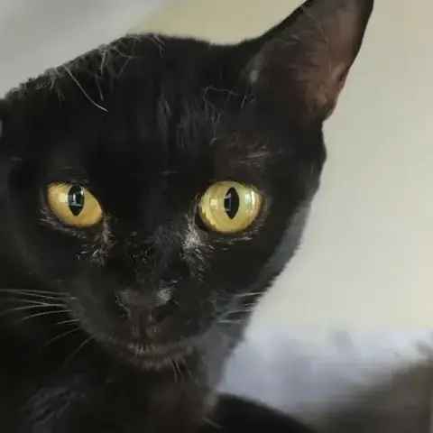 Luna Chatte Noir Réunion