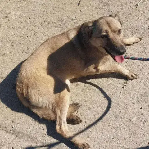 Mirabelle