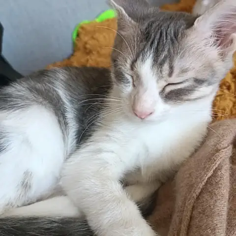 Kym