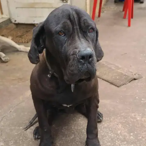 Patsi