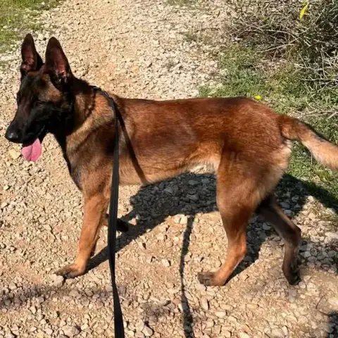Yaman
