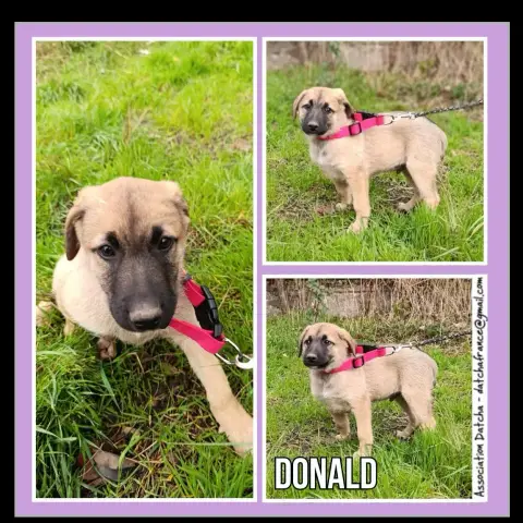 Donald