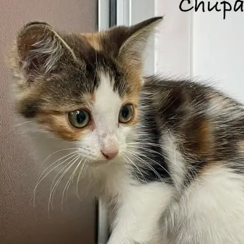 Chupa photo 3