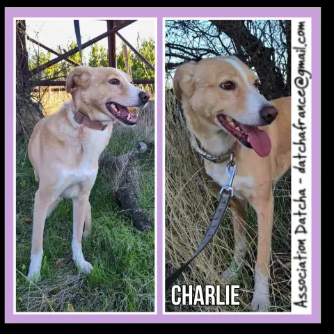 Charlie