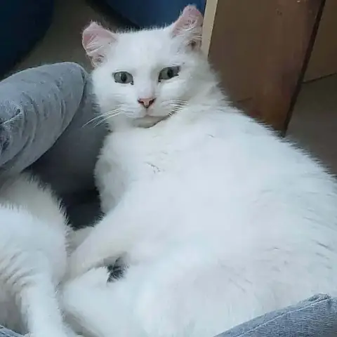 Bella
