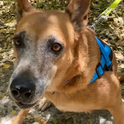 Adopter ✨️ Malia ✨️ 🐶