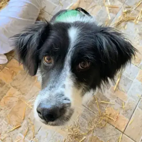 Marco