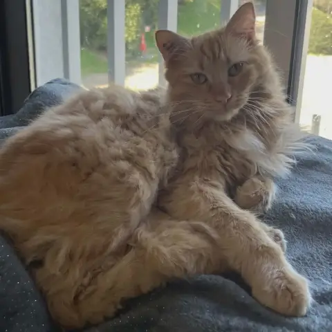 Cerise photo 2