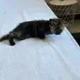 Bastet photo 2