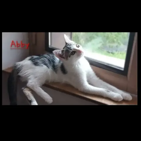 Abby photo 2