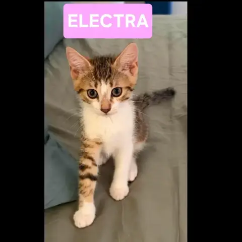 Electra Et Ariki photo 2