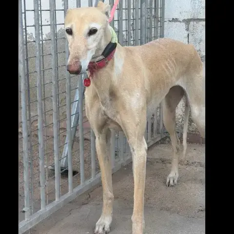 Suerte Galga