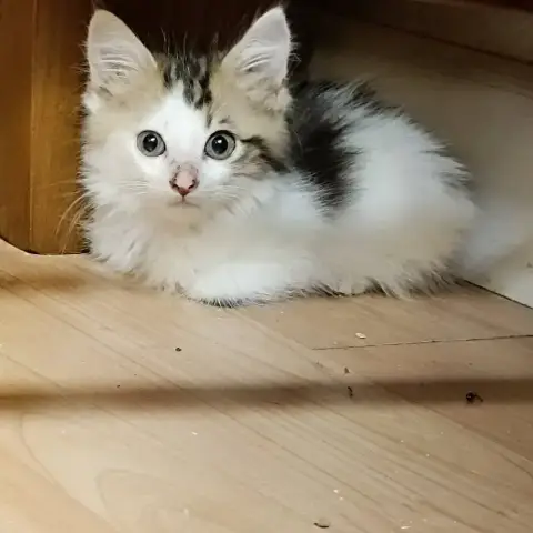 Baileys